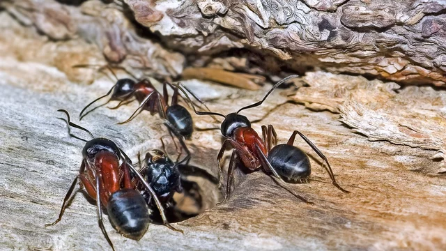 Drei große schwarz-braune Ameisen haben sich um ein Astloch gruppiert  aus dem ein schwarzer Käfer krabbelt.