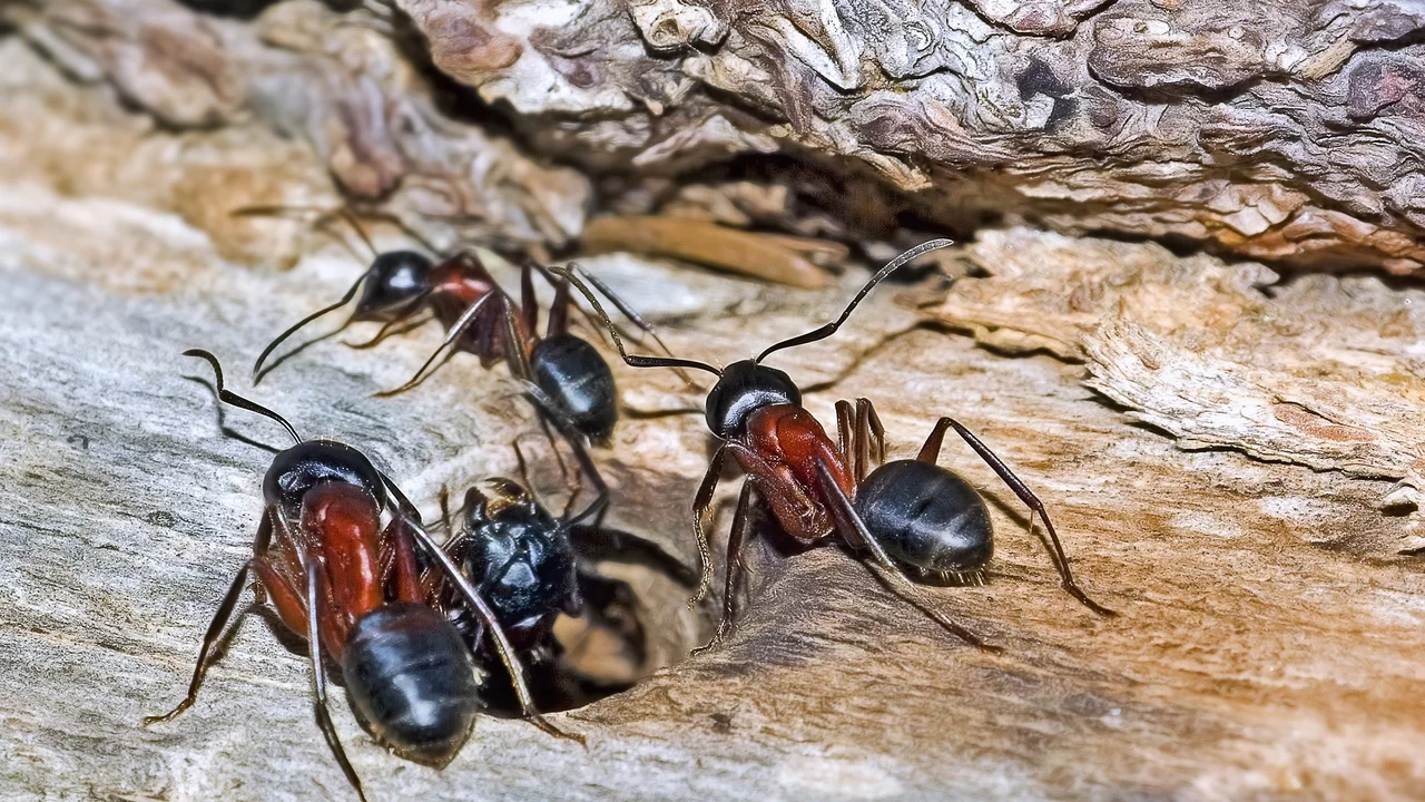 Drei große schwarz-braune Ameisen haben sich um ein Astloch gruppiert  aus dem ein schwarzer Käfer krabbelt.
