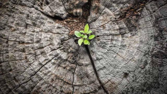 Eine kleine grüne Pflanze wächst aus einer Baumstammfläche, die von jahrelangen Jahresringen geprägt ist. Das Bild symbolisiert Wachstum und Leben inmitten von Holz und Natur.