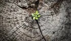 Eine kleine grüne Pflanze wächst aus einer Baumstammfläche, die von jahrelangen Jahresringen geprägt ist. Das Bild symbolisiert Wachstum und Leben inmitten von Holz und Natur.