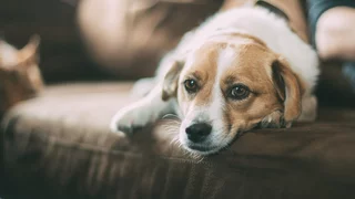 Auf den Hund gekommen