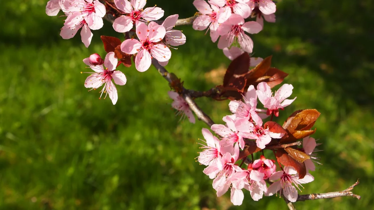Zweige mit zarten, rosa Blüten und einigen grünen Blättern. Die Blüten sind in Gruppen angeordnet und wirken frisch und lebendig, während der Hintergrund eine grüne Wiese zeigt.