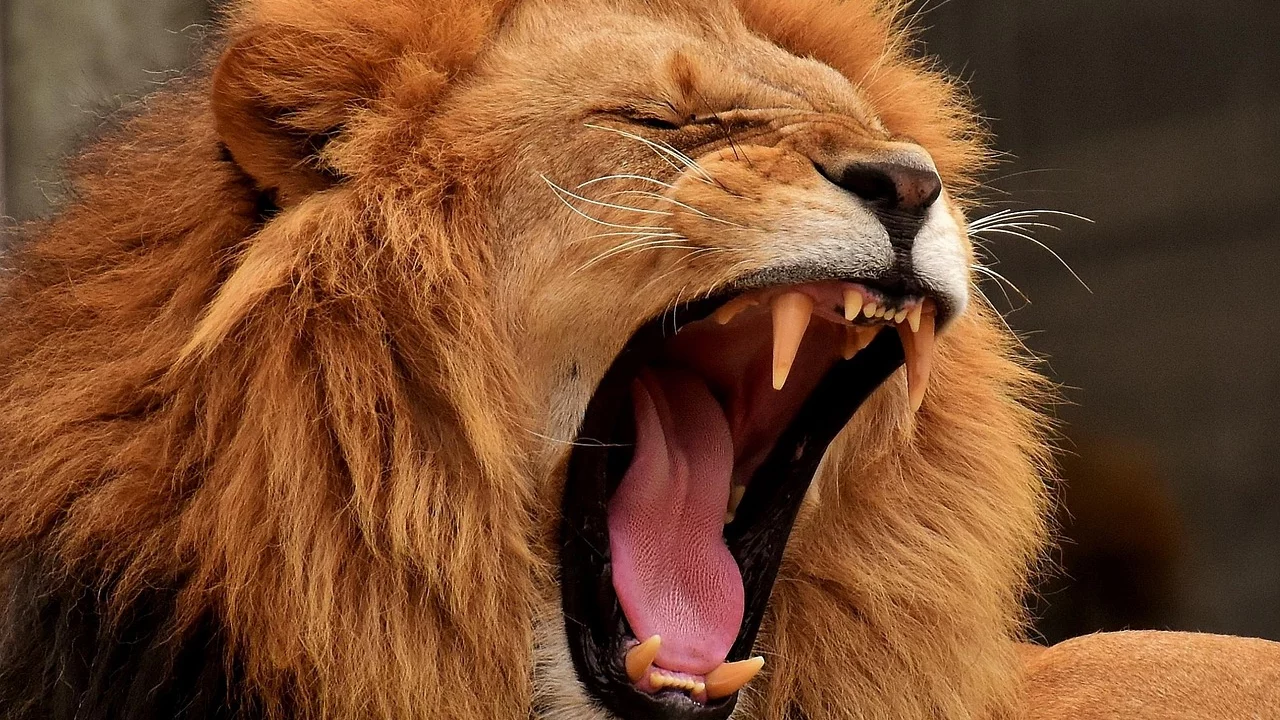 Ein Löwe mit einer prächtigen Mähne gähnt weit, wobei seine scharfen Zähne sichtbar sind. Die Mimik zeigt eine Mischung aus Entspannung und Majestät, während sein Gesicht im Fokus steht.