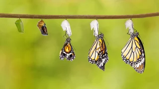 Die kleine Raupe Nimmersatt - ein Buch der Hoffnung