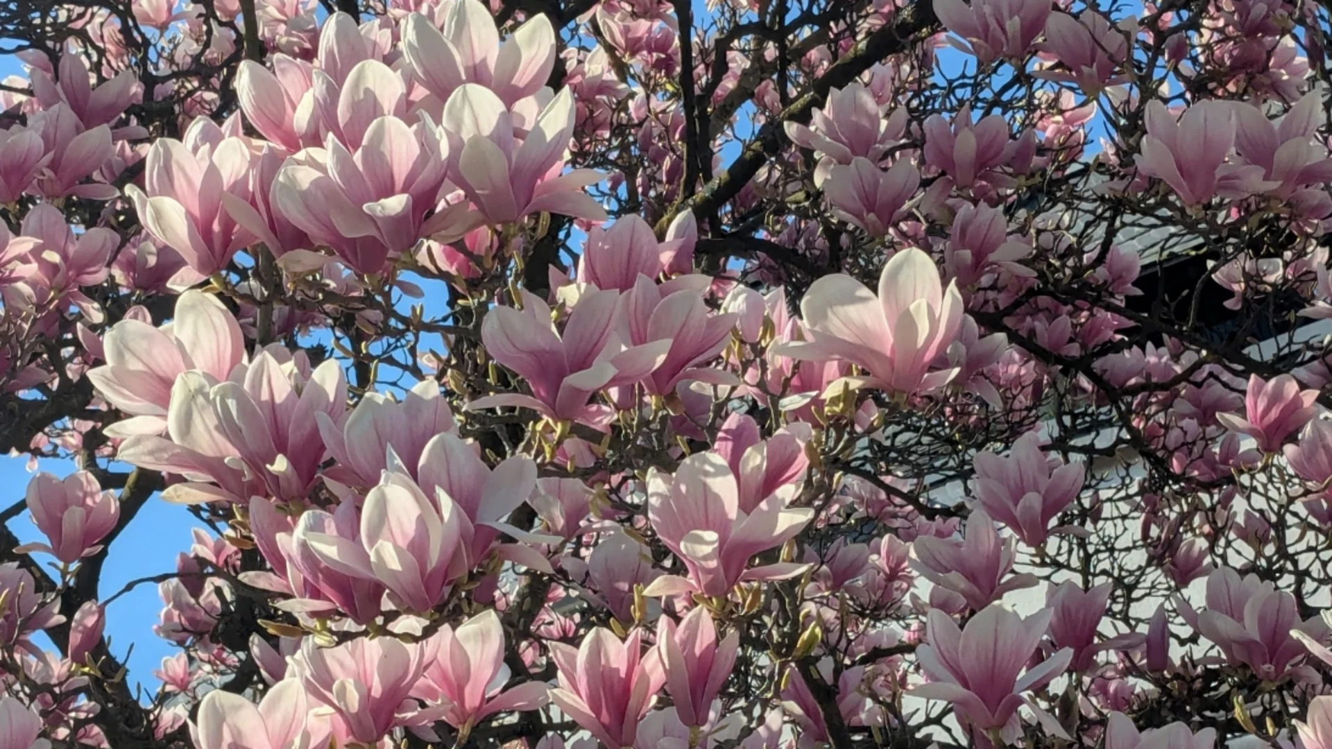 Ein blühender Magnolienbaum mit zahlreichen rosa-weißen Blüten. Die Blüten sind üppig und wachsen dicht beieinander, vor einem klaren blauen Himmel. Der Anblick vermittelt eine fröhliche und frische Frühlingsstimmung.