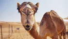 Ein Kamel blickt direkt in die Kamera, mit einem neugierigen Ausdruck. Im Hintergrund sind sandige Dünen und ein Zaun zu sehen, der den Bereich um das Tier abgrenzt. Das Wetter ist sonnig und klar.