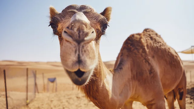 Ein Kamel blickt direkt in die Kamera, mit einem neugierigen Ausdruck. Im Hintergrund sind sandige Dünen und ein Zaun zu sehen, der den Bereich um das Tier abgrenzt. Das Wetter ist sonnig und klar.
