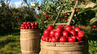 Meine Auszeit: mein Garten