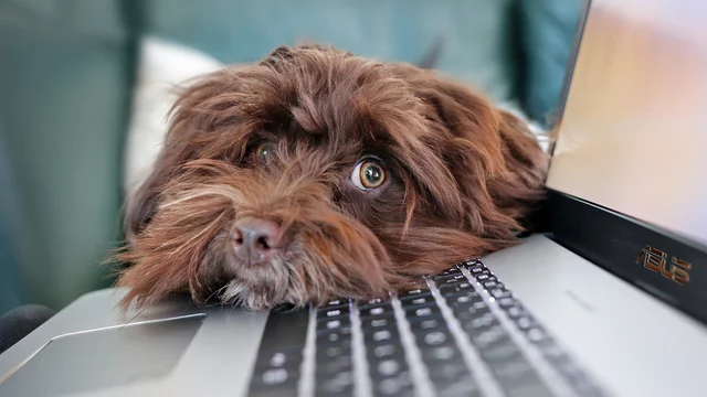 Ein brauner Hund mit wuscheligen Haaren liegt mit seinem Kopf auf einer Laptop-Tastatur und schaut neugierig in die Kamera. Der Hintergrund ist unscharf und zeigt eine gemütliche Umgebung.