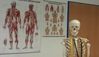 Das Bild zeigt ein menschliches Skelettmodell, das mit einem Maßband um den Hals ausgestattet ist. Im Hintergrund hängen zwei anatomische Poster, eines zeigt das Muskelsystem des Menschen, das andere die Wirbelsäulenmuskulatur.