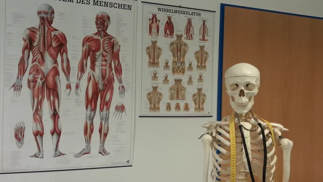 Das Bild zeigt ein menschliches Skelettmodell, das mit einem Maßband um den Hals ausgestattet ist. Im Hintergrund hängen zwei anatomische Poster, eines zeigt das Muskelsystem des Menschen, das andere die Wirbelsäulenmuskulatur.