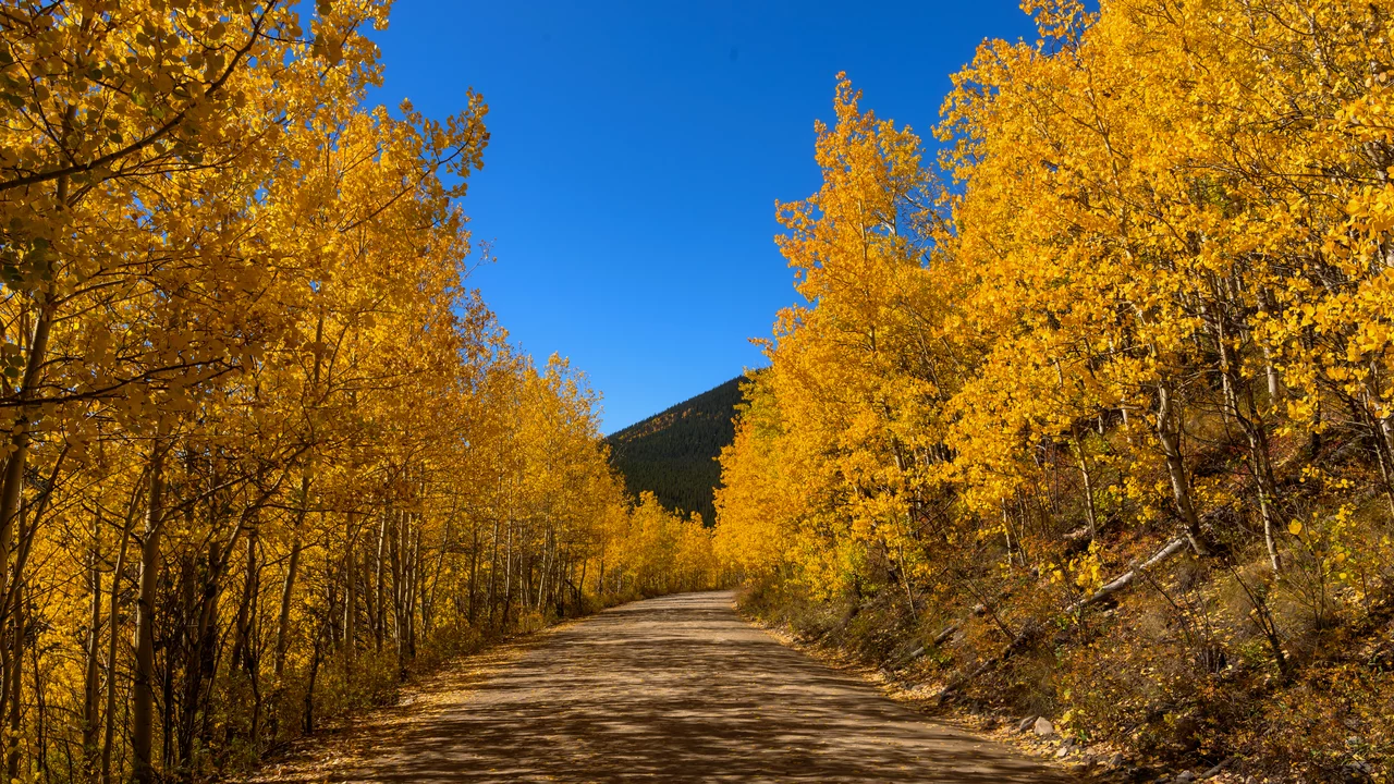 Ein schmaler, unbefestigter Weg führt durch einen Wald mit leuchtend gelben Bäumen im Herbst. Der Himmel ist klar und blau, und im Hintergrund ist ein Hügel zu sehen. Die herbstlichen Farben schaffen eine ruhige und einladende Atmosphäre.