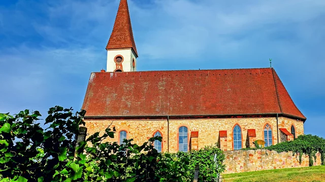 Eine Kirche mit einem spitzen roten Dach und einem Glockenturm steht vor einem blauen Himmel. Das Gebäude ist aus Stein und hat mehrere Fenster. Im Vordergrund wachsen grüne Weinreben.