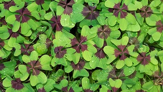 St. Patricks Day: Alles in Grün 