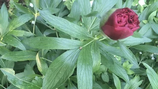 Feiern Sie Pfingsten mit uns auf "Kirche im hr"!