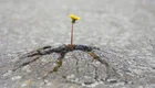Eine einzelne gelbe Blume wächst aus einem Riss im Asphalt. Die Blume steht auf einem grauen Untergrund und symbolisiert Hoffnung und Durchhaltevermögen in einer rauen Umgebung.