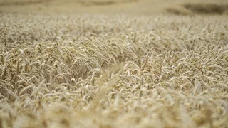 Jesus wirbt um Geduld