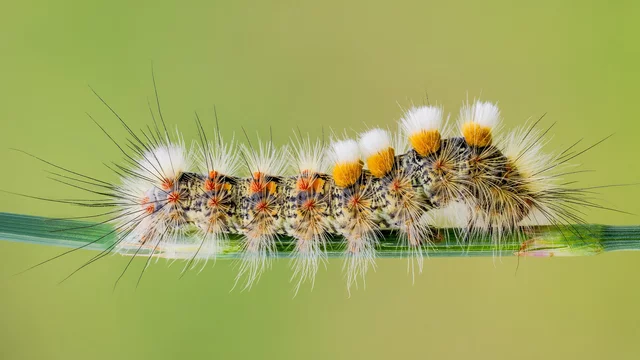 Eine außergewöhnlich gefärbte Raupe liegt auf einem grünen Grashalm. Sie hat auffällige, weiße und orangefarbene Haare, die ihr ein einzigartiges Aussehen verleihen. Der Hintergrund ist unscharf und grün, was die Raupe hervorhebt.