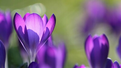 1. März - Wann fängt der Frühling an?