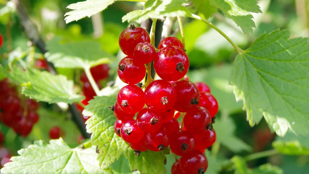 Ein Bündel reifer roter Johannisbeeren hängt an einem Ast, umgeben von grünen Blättern. Die Beeren sind glänzend und saftig, was auf ihre Frische hinweist.