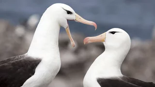 Das Albatros-Spiel
