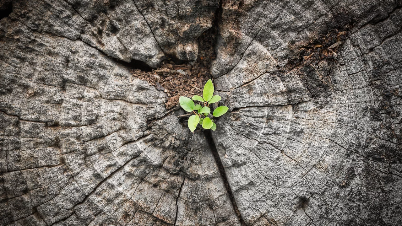 Ein kleiner grüner Pflanze sprießt aus der Mitte eines alten Baumstamms. Die Ringe des Stamms sind deutlich sichtbar und zeigen das Alter des Baumes. Diese Szene symbolisiert neues Leben und Hoffnung trotz rauer Umstände.