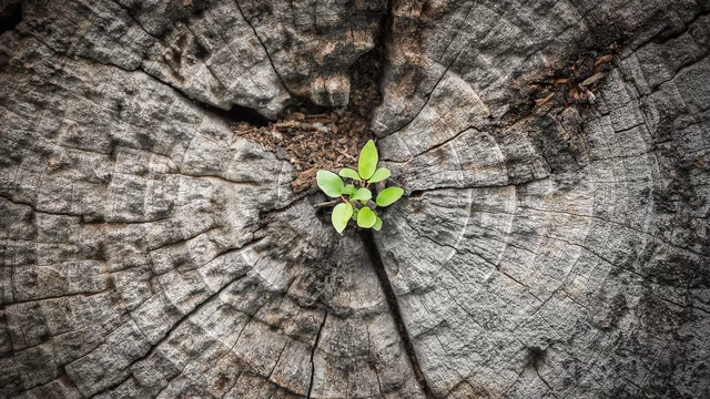 Ein kleiner grüner Pflanze sprießt aus der Mitte eines alten Baumstamms. Die Ringe des Stamms sind deutlich sichtbar und zeigen das Alter des Baumes. Diese Szene symbolisiert neues Leben und Hoffnung trotz rauer Umstände.