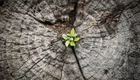 Ein kleiner grüner Pflanze sprießt aus der Mitte eines alten Baumstamms. Die Ringe des Stamms sind deutlich sichtbar und zeigen das Alter des Baumes. Diese Szene symbolisiert neues Leben und Hoffnung trotz rauer Umstände.