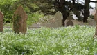 Ein Friedhof mit alten, teils verwitterten Grabsteinen, umgeben von einer Wiese voller weißer Blüten und einigen blauen Veilchen. Die Szene strahlt eine ruhige und friedliche Atmosphäre aus, mit Bäumen im Hintergrund.