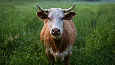 Ein Altersheim für Kühe