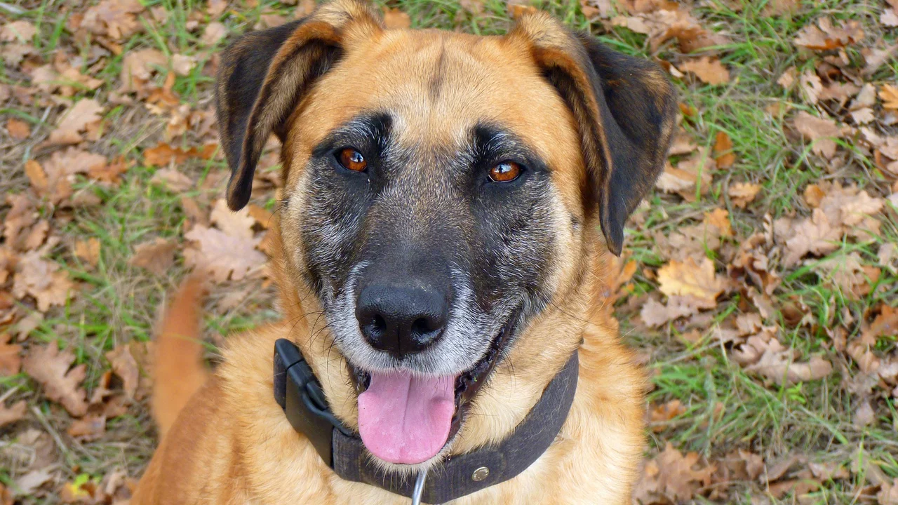 Hund mit heraushängender Zunge