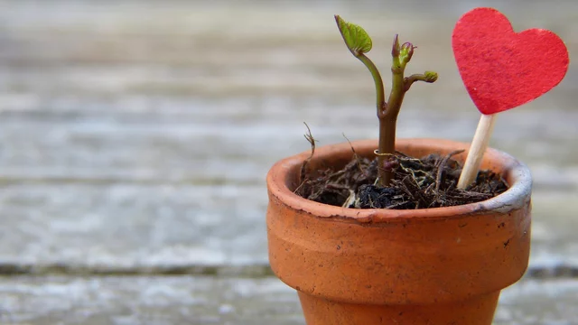 Kleiner Zweig im Blumentopf