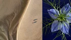 Das Bild zeigt links eine Luftaufnahme einer sandigen Landschaft mit zwei Wanderern, die durch die Dünen gehen. Rechts ist eine Nahaufnahme einer blauen Blüte mit feinen grünen Blättern, die um die Blüte angeordnet sind.