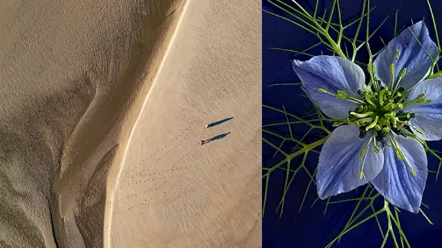 Das Bild zeigt links eine Luftaufnahme einer sandigen Landschaft mit zwei Wanderern, die durch die Dünen gehen. Rechts ist eine Nahaufnahme einer blauen Blüte mit feinen grünen Blättern, die um die Blüte angeordnet sind.