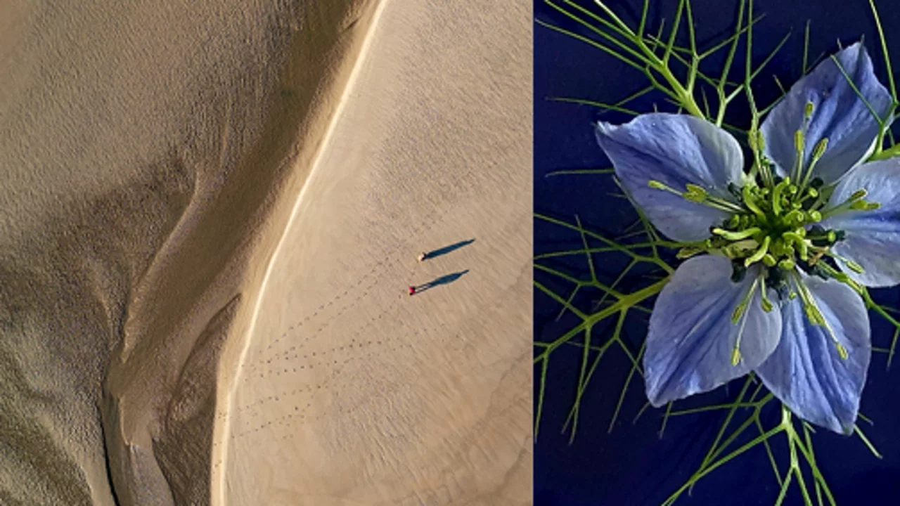 Das Bild zeigt links eine Luftaufnahme einer sandigen Landschaft mit zwei Wanderern, die durch die Dünen gehen. Rechts ist eine Nahaufnahme einer blauen Blüte mit feinen grünen Blättern, die um die Blüte angeordnet sind.
