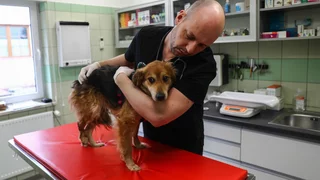 Der Mensch, sein Hund - und die Tierarztrechnung