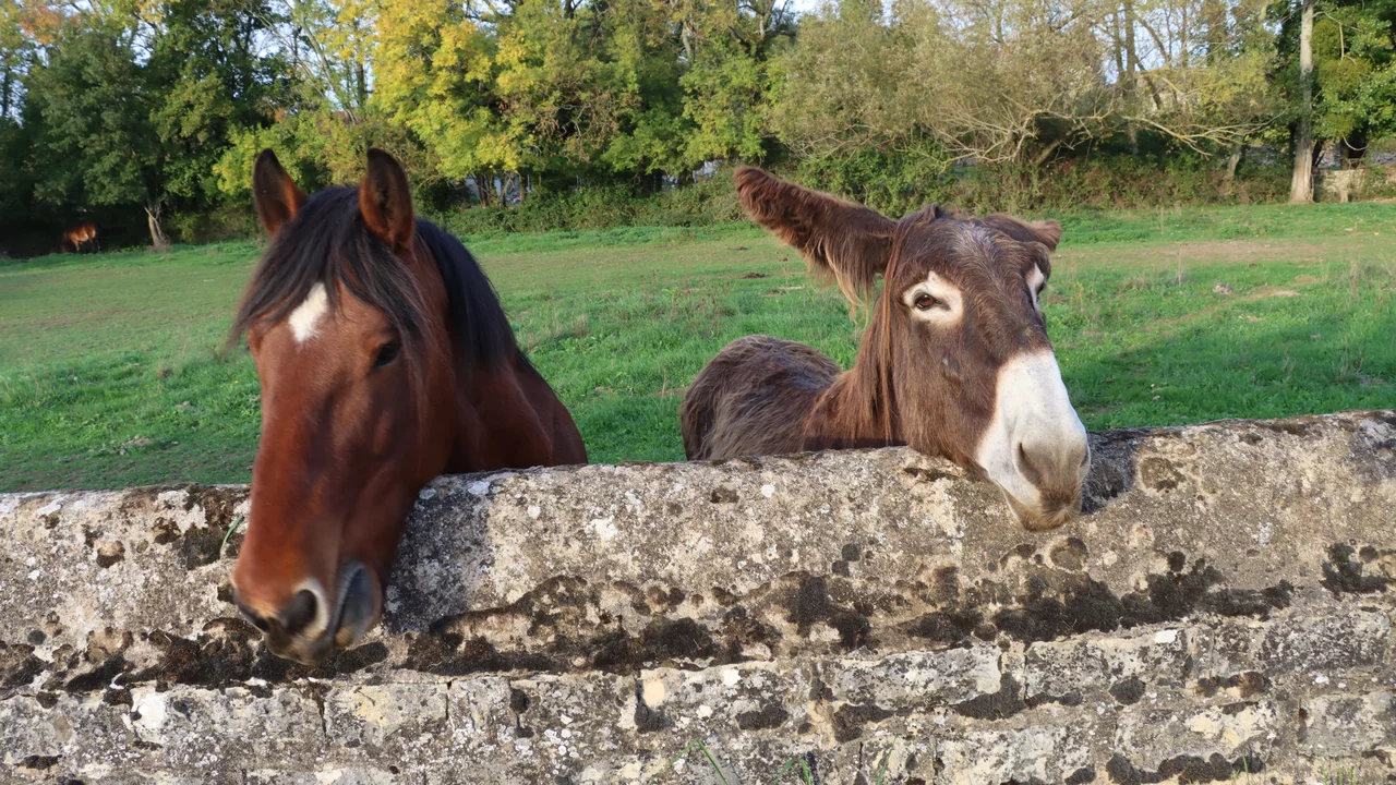 Zwei Tiere stehen an einer niedrigen Steinmauer auf einer Wiese. Links ist ein braunes Pferd mit einer schwarzen Mähne zu sehen, rechts ein Esel mit langen Ohren und einer hellbraunen Fellfarbe. Beide Tiere schauen neugierig über die Mauer.