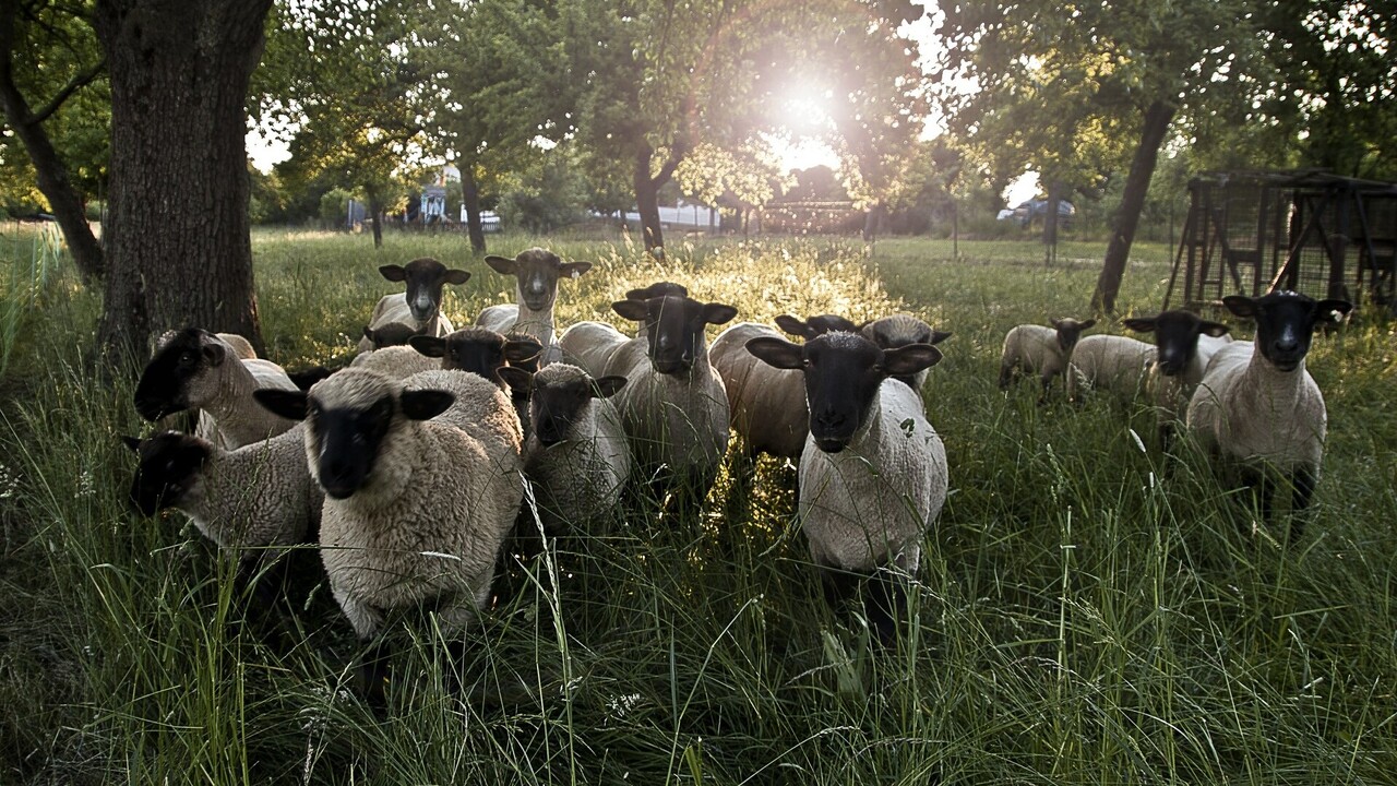 Die Revolution der Schafe