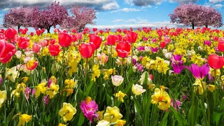 Es frühlingt wieder in meiner Brust