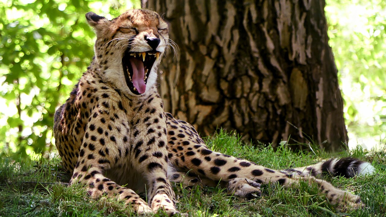 Geparden und Leoparden der anderen Art