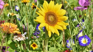 Gartenpracht und biologische Vielfalt