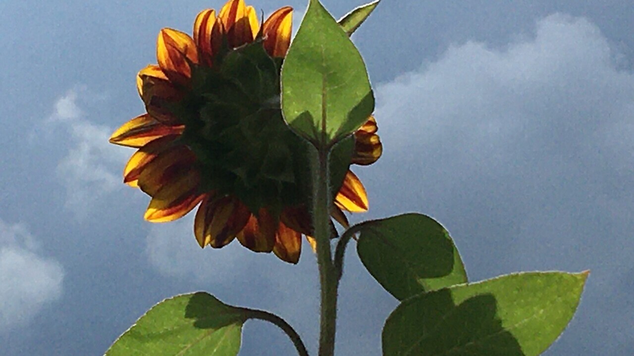 Überlebenskünstlerin Sonnenblume