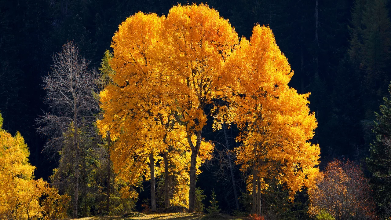 Eine Zitterpappel oder Espe mit leuchtendem Herbstlauf vor dunklem Hintergrund. 