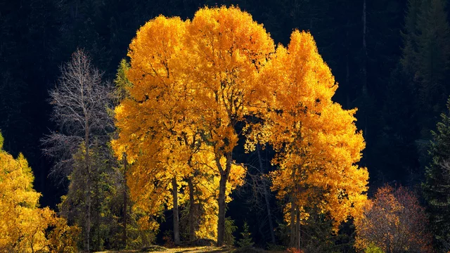 Ein Gruppe von Bäumen mit leuchtend gelben Blättern steht in einem sonnigen Bereich, umgeben von dunklen Bäumen und Wiesen. Die Szene vermittelt eine herbstliche Stimmung und das goldene Licht hebt die Farben der Blätter hervor.
