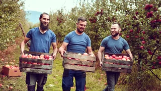 Apfel-Ernte für Alle