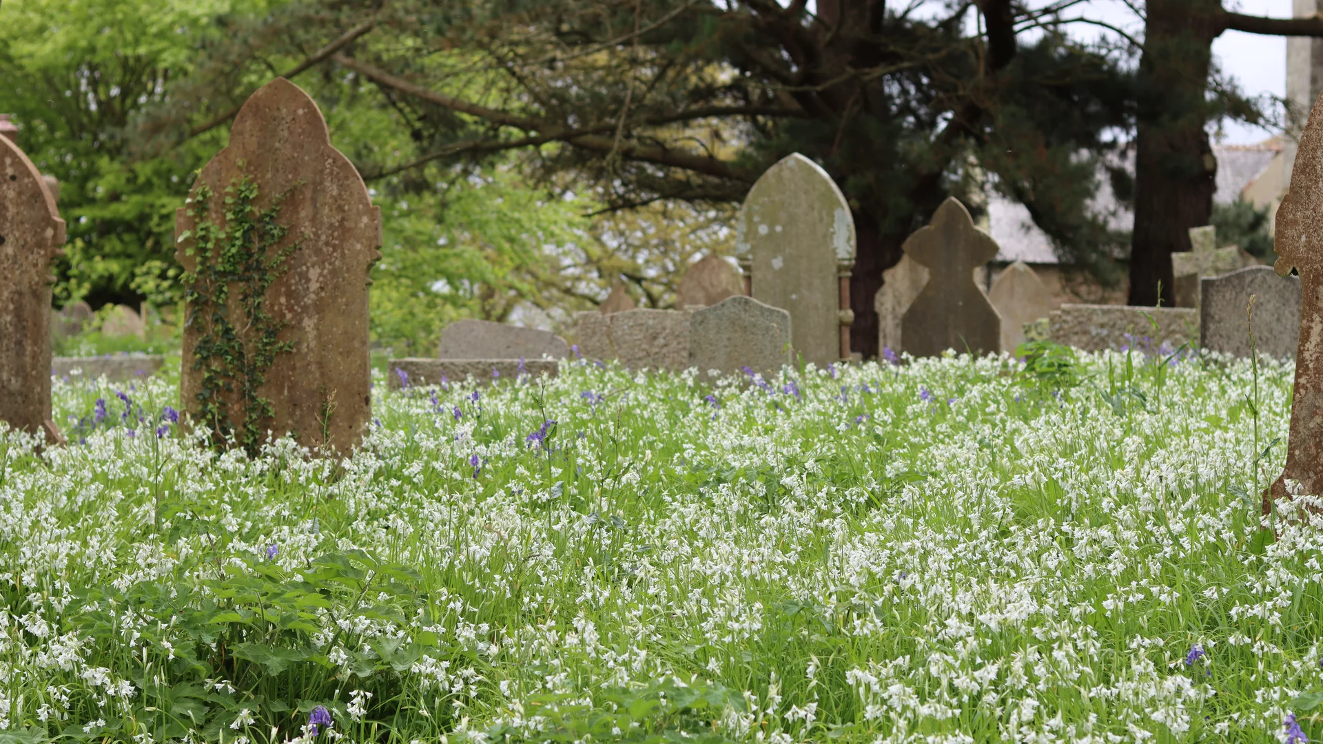Ein Friedhof mit alten Grabsteinen, umgeben von einer dichten Wiese voller weißer und violetter Blumen. Die Grabsteine sind unterschiedlich geformt und teilweise von Pflanzen überwuchert. Im Hintergrund sind Bäume zu sehen, die einen ruhigen, friedlichen Eindruck vermitteln.