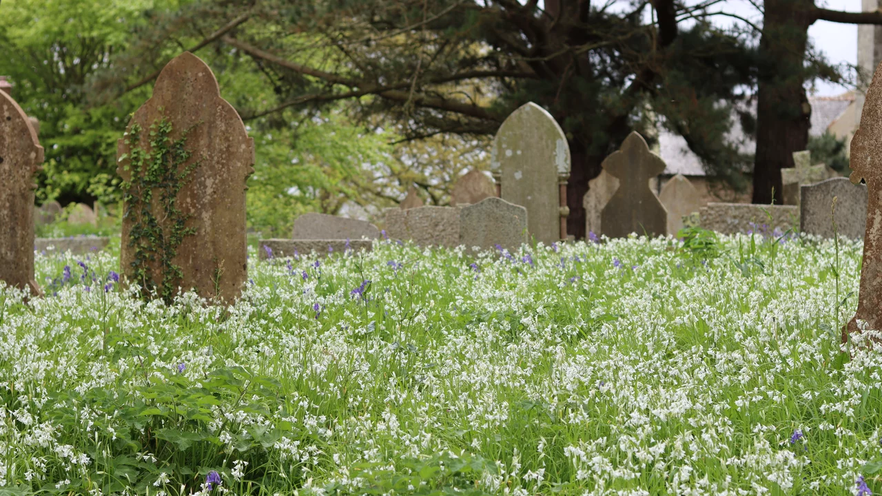 Ein Friedhof mit alten Grabsteinen, umgeben von einer dichten Wiese voller weißer und violetter Blumen. Die Grabsteine sind unterschiedlich geformt und teilweise von Pflanzen überwuchert. Im Hintergrund sind Bäume zu sehen, die einen ruhigen, friedlichen Eindruck vermitteln.