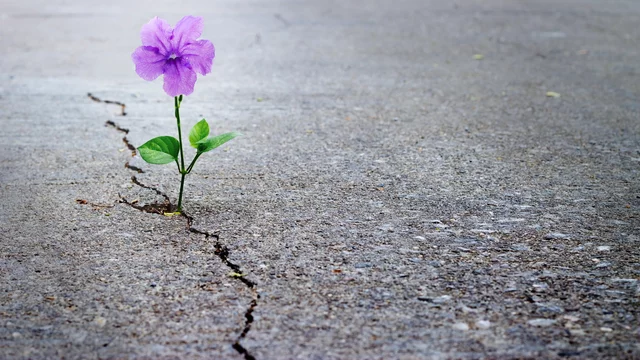 Blume wächst aus dem Boden