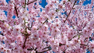 Kirschblüten als kraftvolle Lebensboten