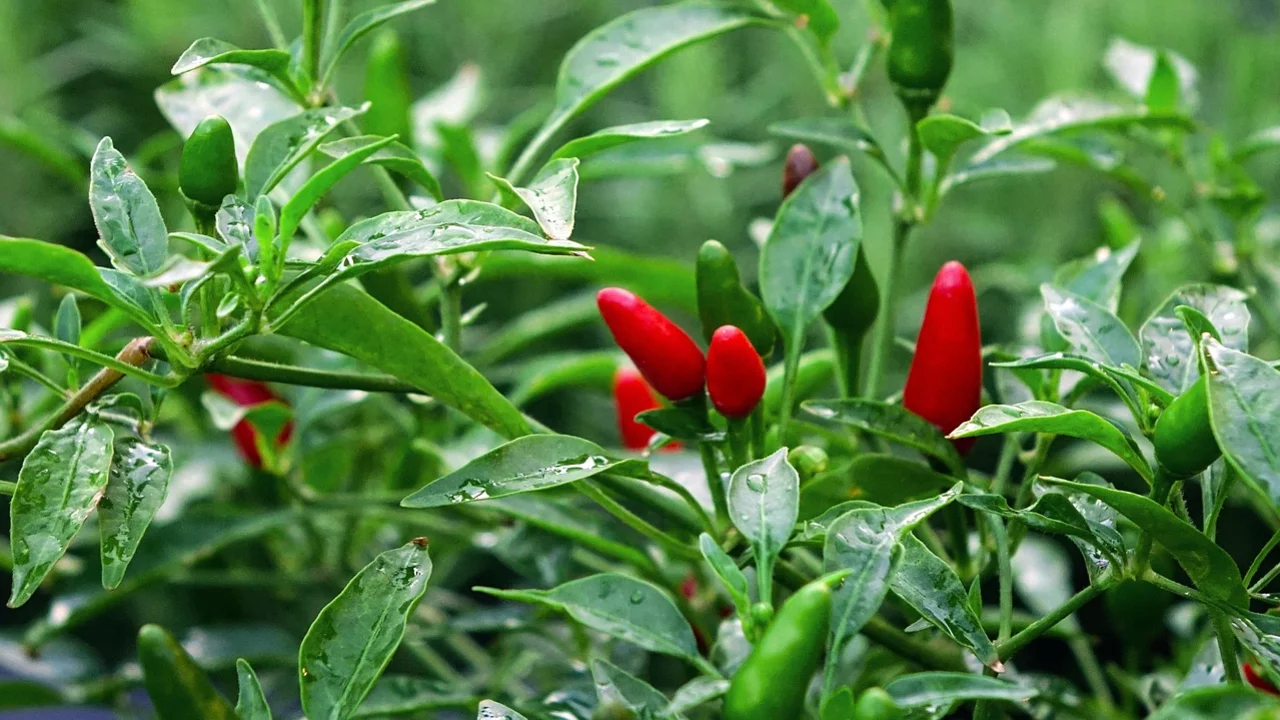 Eine Nahaufnahme von einem Paprika- oder Chili-Pflanze mit grünen und roten Früchten. Die Blätter sind grün und leicht feucht, während die reifen, roten Früchte in Kontrast zu den grünen Früchten stehen.